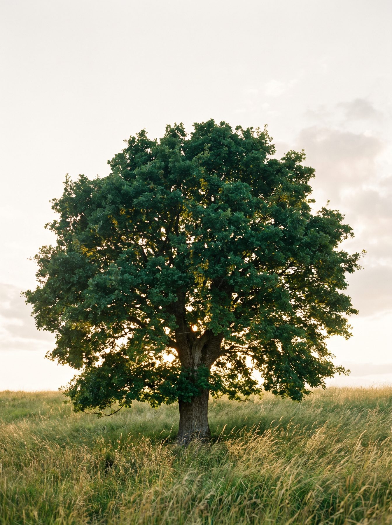 Le même chêne en été